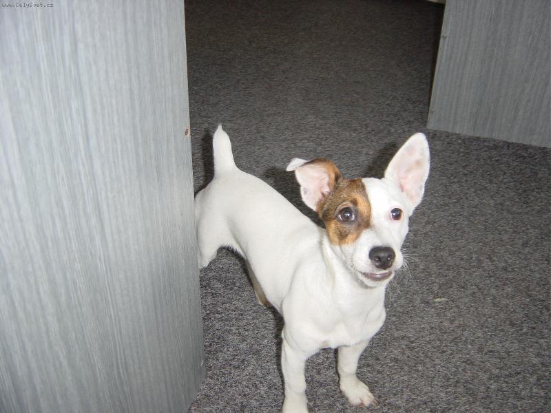 Foto: JRT-U� ten balonek HO�!